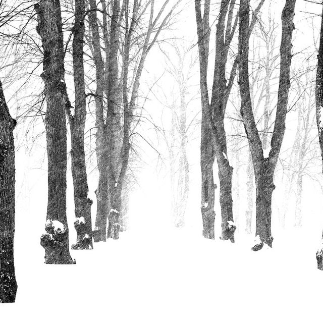 Tauvon Paikka, lumisia puita