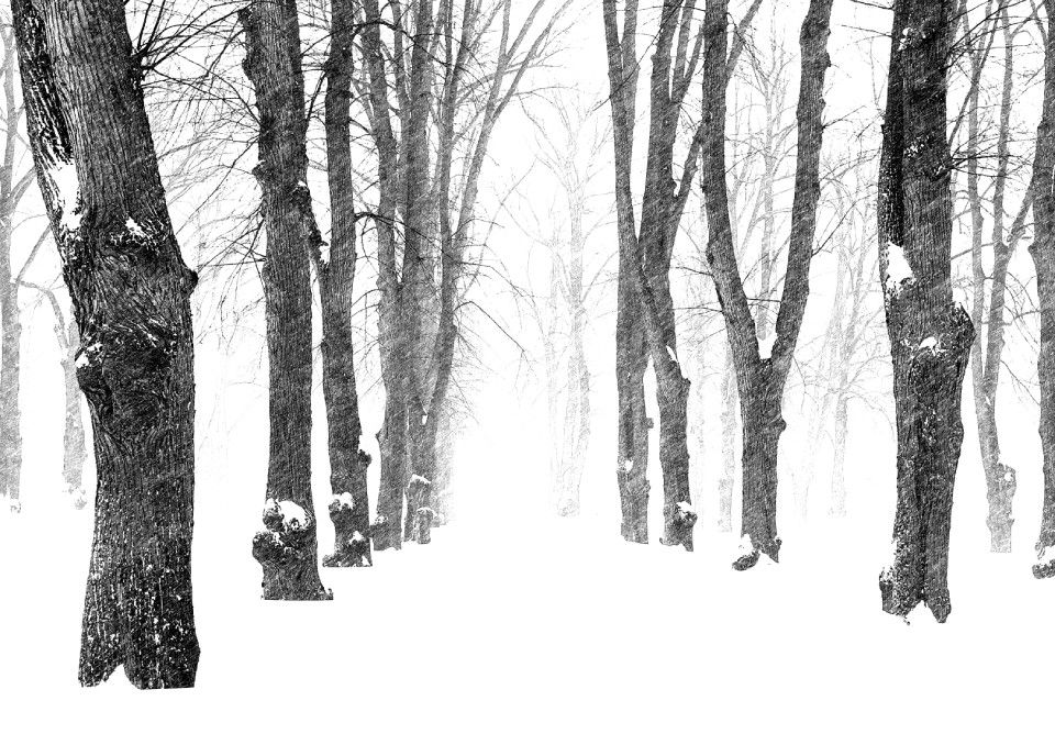 Tauvon Paikka, lumisia puita